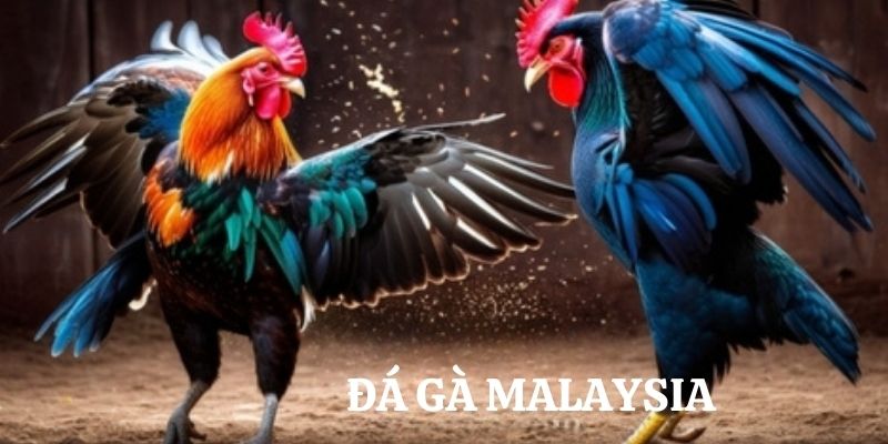 Đá gà Malaysia